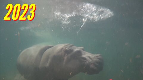 ADVENTURE AQUARIUM ADVENTURE (PART 5)