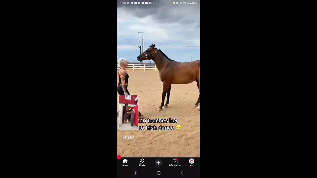 Horses 😍 Performing Dresaage & Getting Jiggy With It! 🥰😄