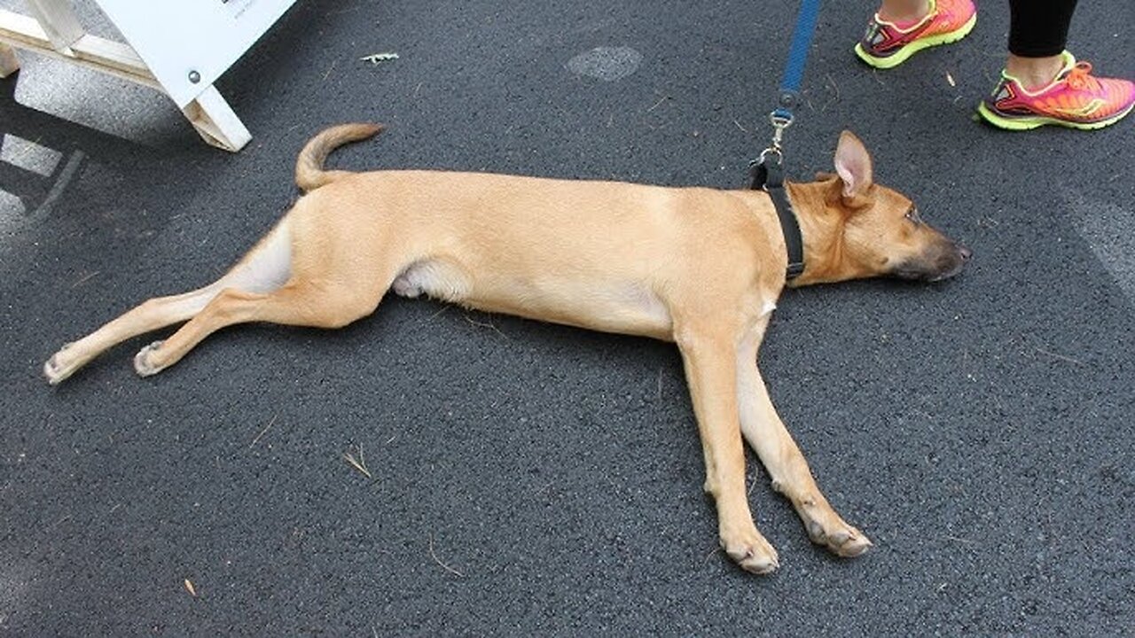 LAZY Dogs EXPOSED - Who Needs Exercise When You Can Snooze? 🐶💤