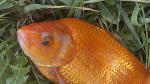 King Blaisy euthanizes Goldfish