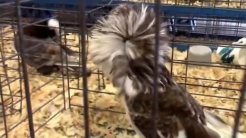 Jacobin Pigeons - All About Them, A Regal Bird