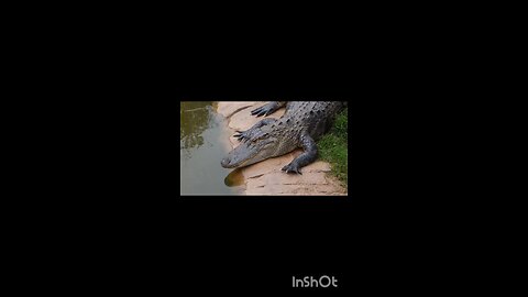 enjoy crocodile 🐊🐊