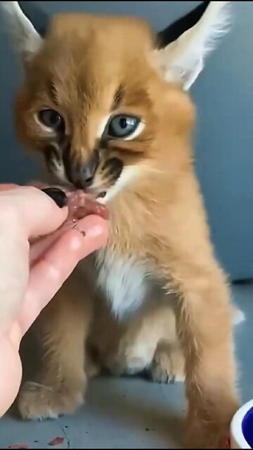 The Unforgettable Rescue: A Baby Lynx in Search of Love 🐾