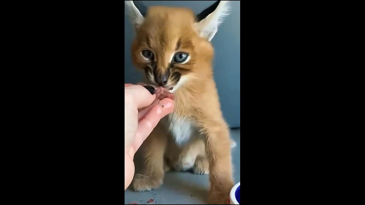 The Unforgettable Rescue: A Baby Lynx in Search of Love 🐾