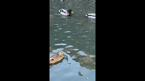 Mallard Ducks 🦆 #mallardducks #ducks #duck #followme #swimming #shorts #viral #trending