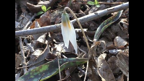 Sharing of Ephemeral Forest Flowers