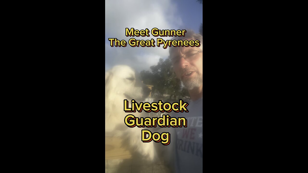 Meet Gunner, one of our ferocious livestock guardian dogs.