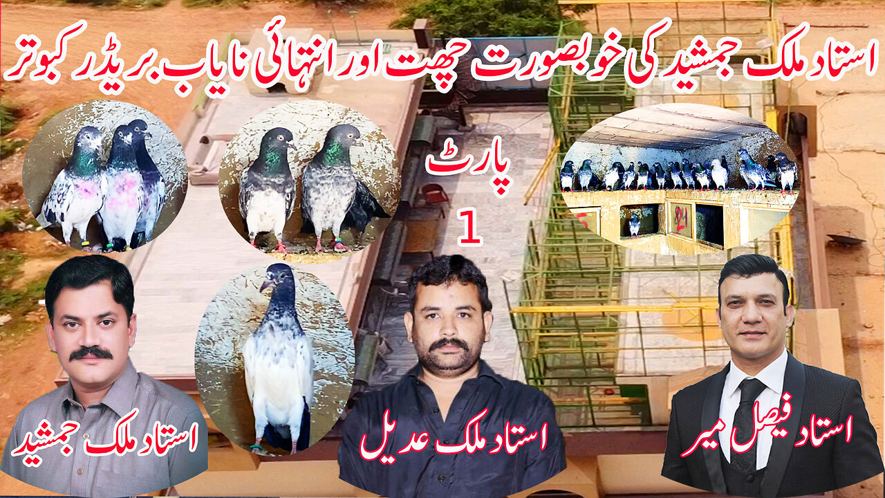 Jaith Champion 2020 Ustad Malik Jamshaid Khokhar's Tadi And Dab Walay Pigeons Watch In HD Urdu/Hindi