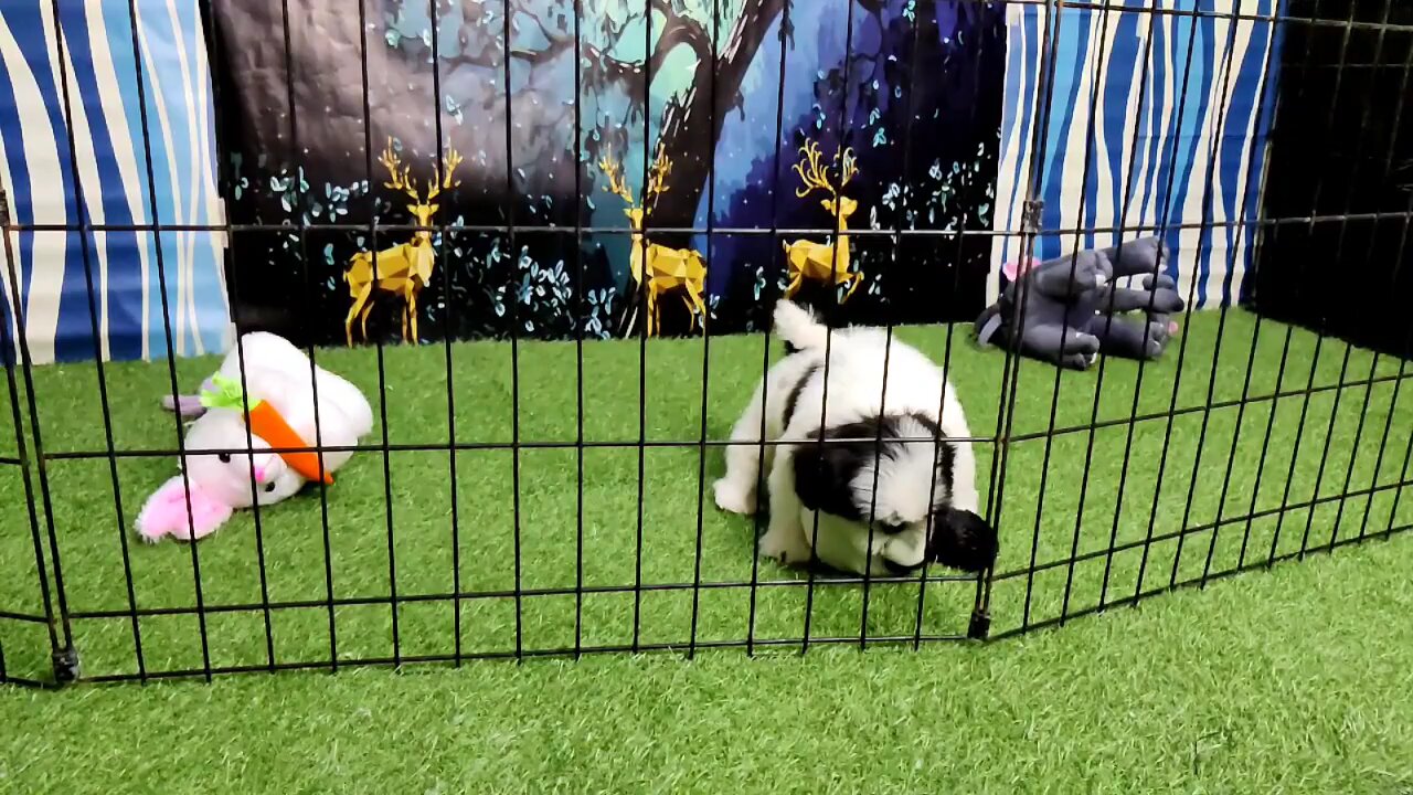 Shih Tzu| Adorable puppy|