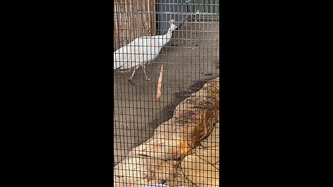 White Peacock 🦚 #whitepeacock #followme #trending #viral #shorts #peacock #peacocks