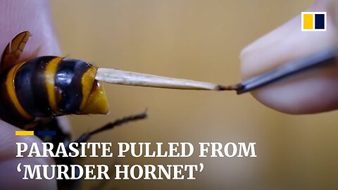 Japanese man performs surgery on giant 'murder hornet' by pulling a parasite from its stomach
