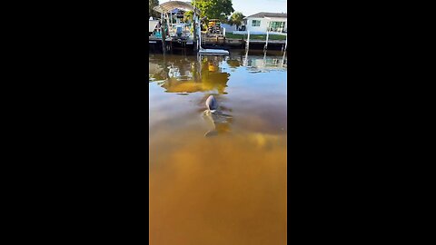 Canal Life | Dolphin Grabs Breakfast! | 4K