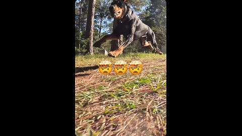 Doberman Chases an RC Truck with GoPro Action Shots: Yard Dirt Mayhem!