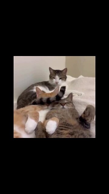 After all, the sneaky cat does it on purpose )))