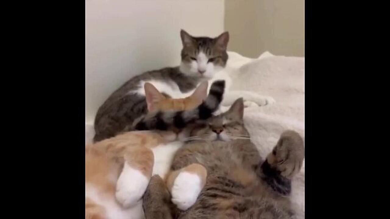 After all, the sneaky cat does it on purpose )))