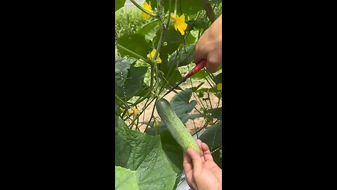 home gardening gardening shots garden video