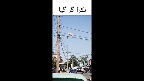 goat funny video