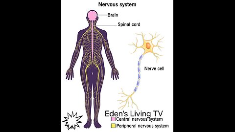 How to regulate your NERVOUS SYSTEM with Eden's LivingTV