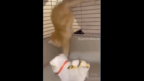scared cat