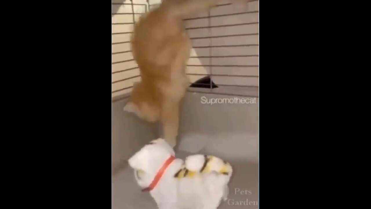 scared cat