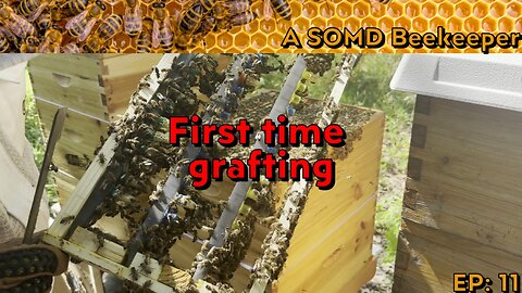 SOMD Beekeeping ep: 11 - Grafting for queens!