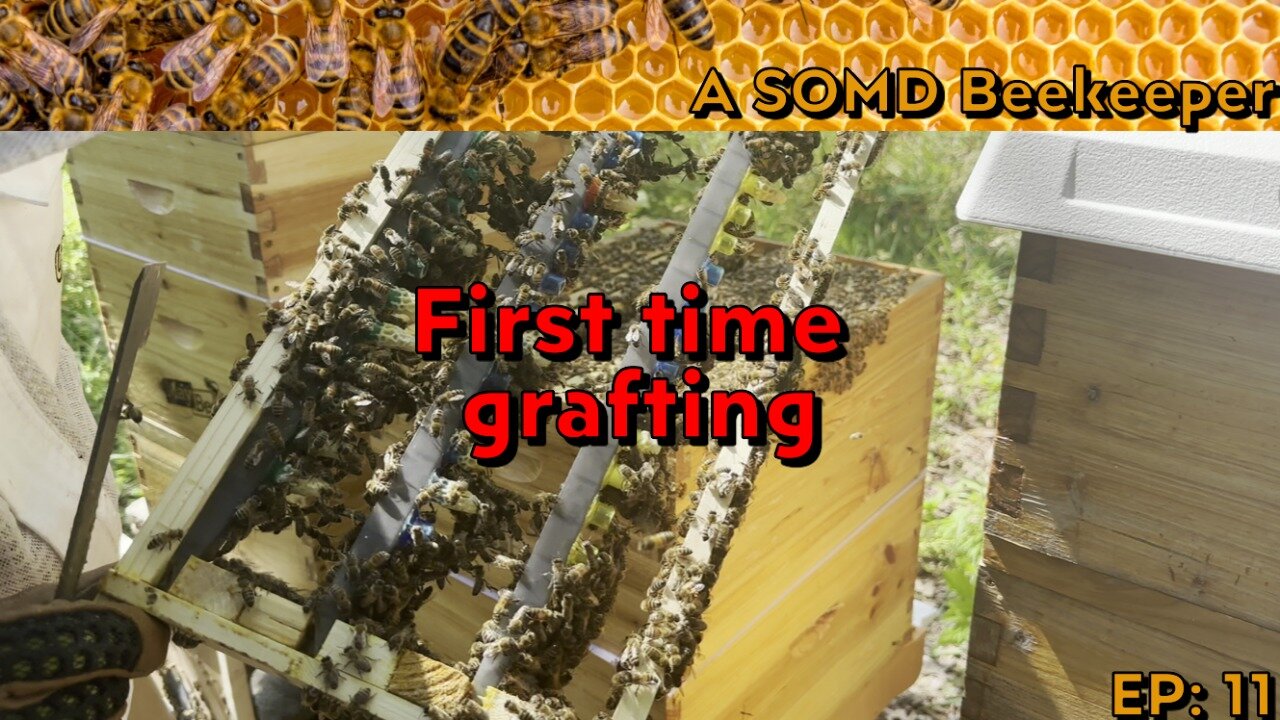 SOMD Beekeeping ep: 11 - Grafting for queens!