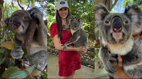 Nina Dobrev Hangs with Koalas: Currumbin Sanctuary Fun!