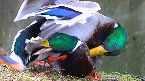 No Holds Barred Fight Between Mallard Duck Alpha Males