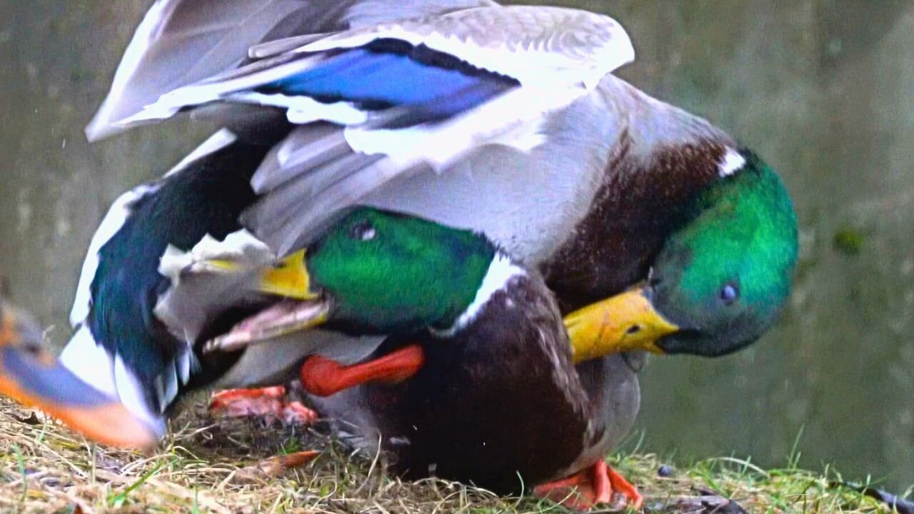 No Holds Barred Fight Between Mallard Duck Alpha Males
