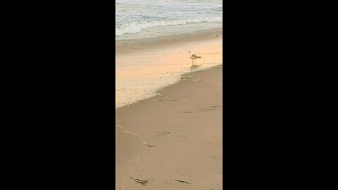 Seagull watching over the surf 🌊
