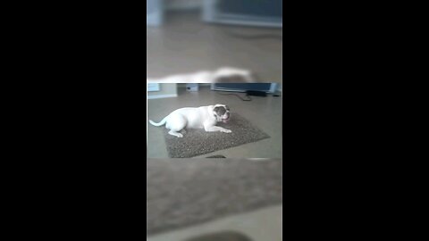 Enjoy some relaxing moments with your furry friend with some calming music! This video provides...