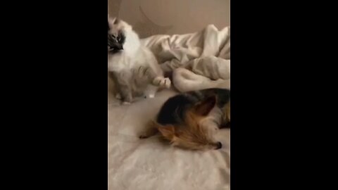 woowow---Funny animals - Funny cats / dogs - Funny animal videos wooww