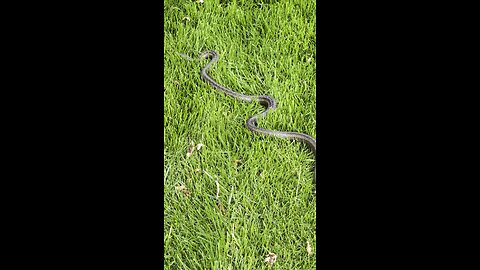 Snake snake