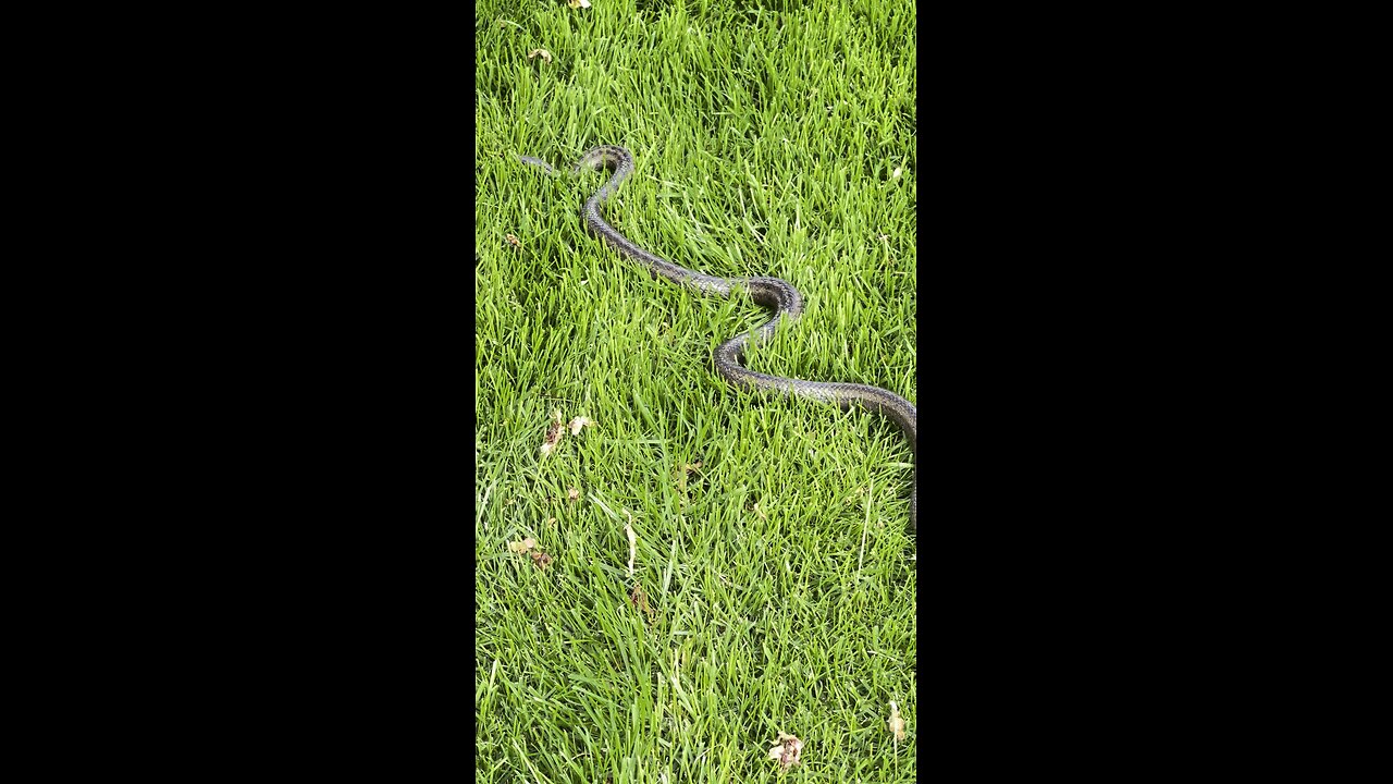 Snake snake