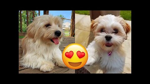 Lhasa Apso — Cute And Hilarious Videos And Tik Toks Compilation