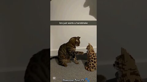 When Pets Try Their Best… But Fail Hilariously!