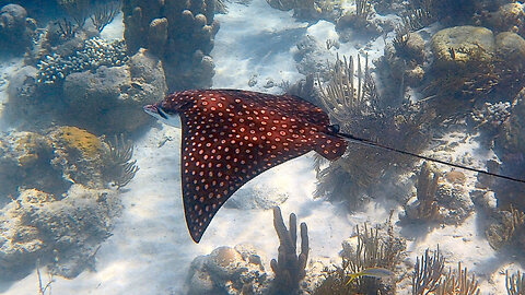 Sea Creatures of Belize