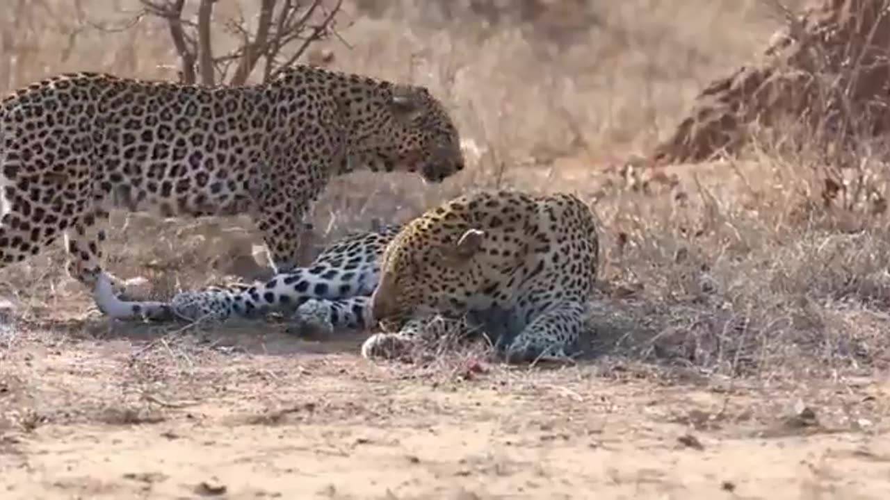 Female leopard wakes up male for attention