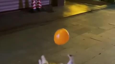 😂 Chonky Corgi's Balloon Battle! | FunFM