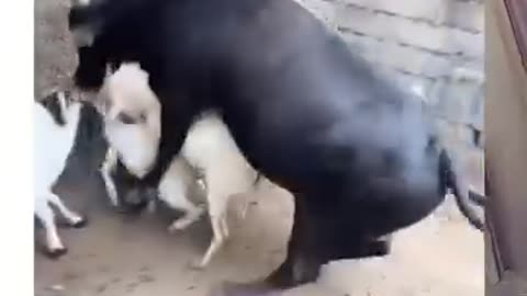 Funny animals