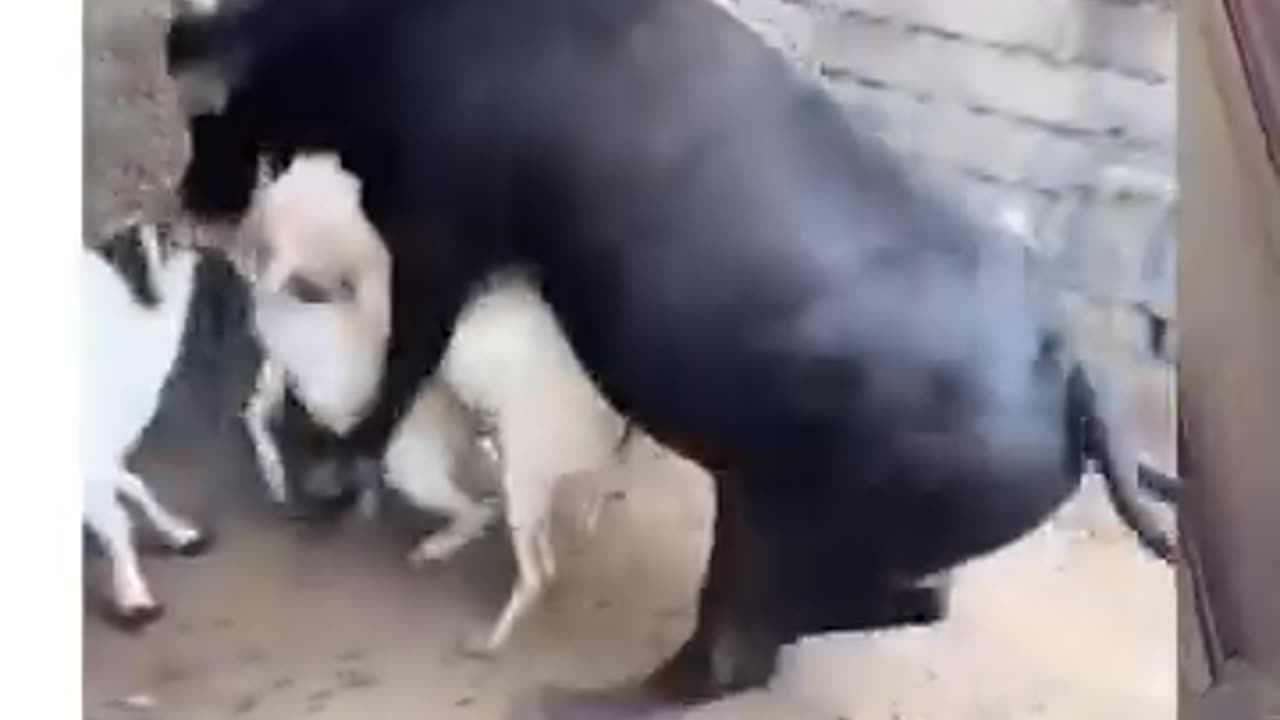 Funny animals
