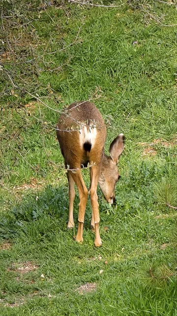 Mule Deer🦌Eat Your Greens
