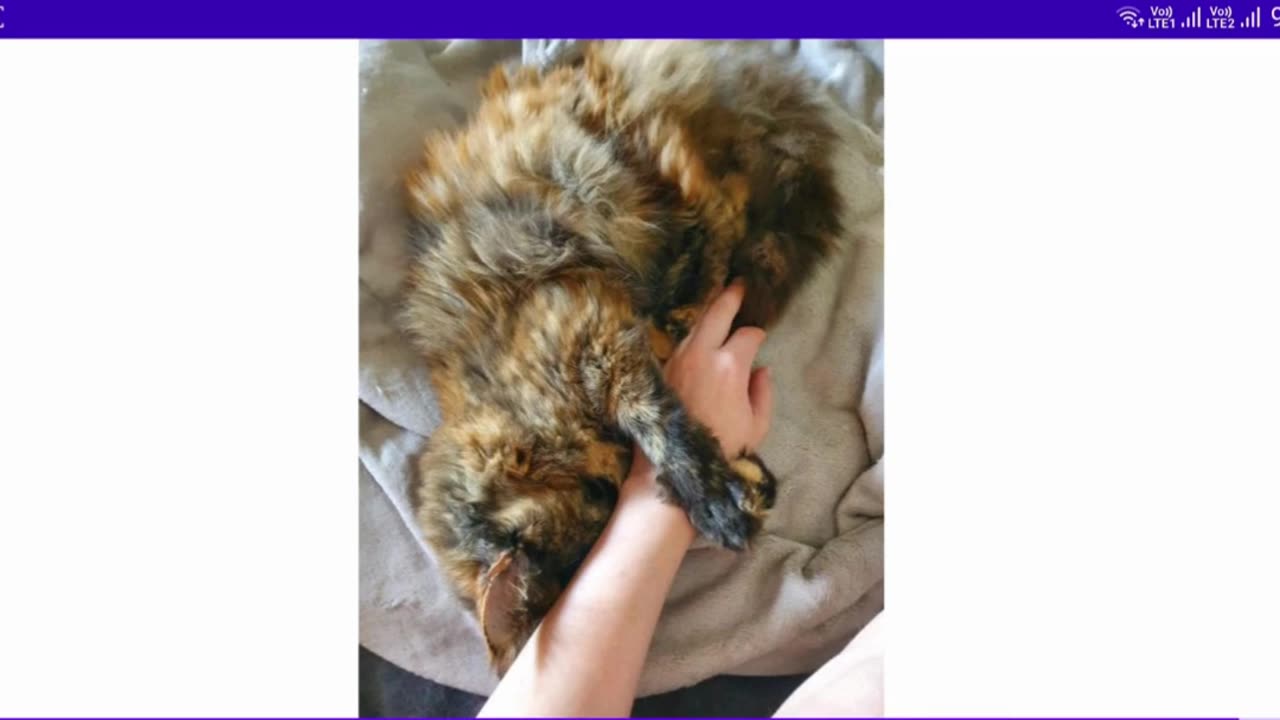Client Work (𝐋𝐚𝐛 𝟔) | 𝐂𝐒𝐓𝟐𝟑𝟑𝟓 𝐋𝐚𝐛 𝟔 Output Android TV Cat Image Loader | Algonquin college , Canada