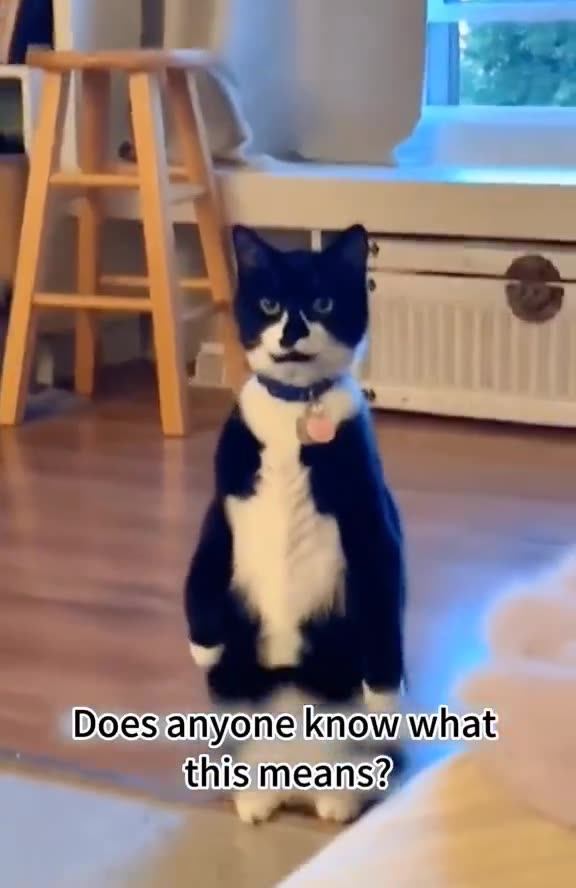 "Cat Standing Up = Too Funny to Miss!"