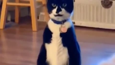 "Cat Standing Up = Too Funny to Miss!"