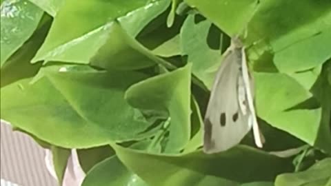 White butterfly