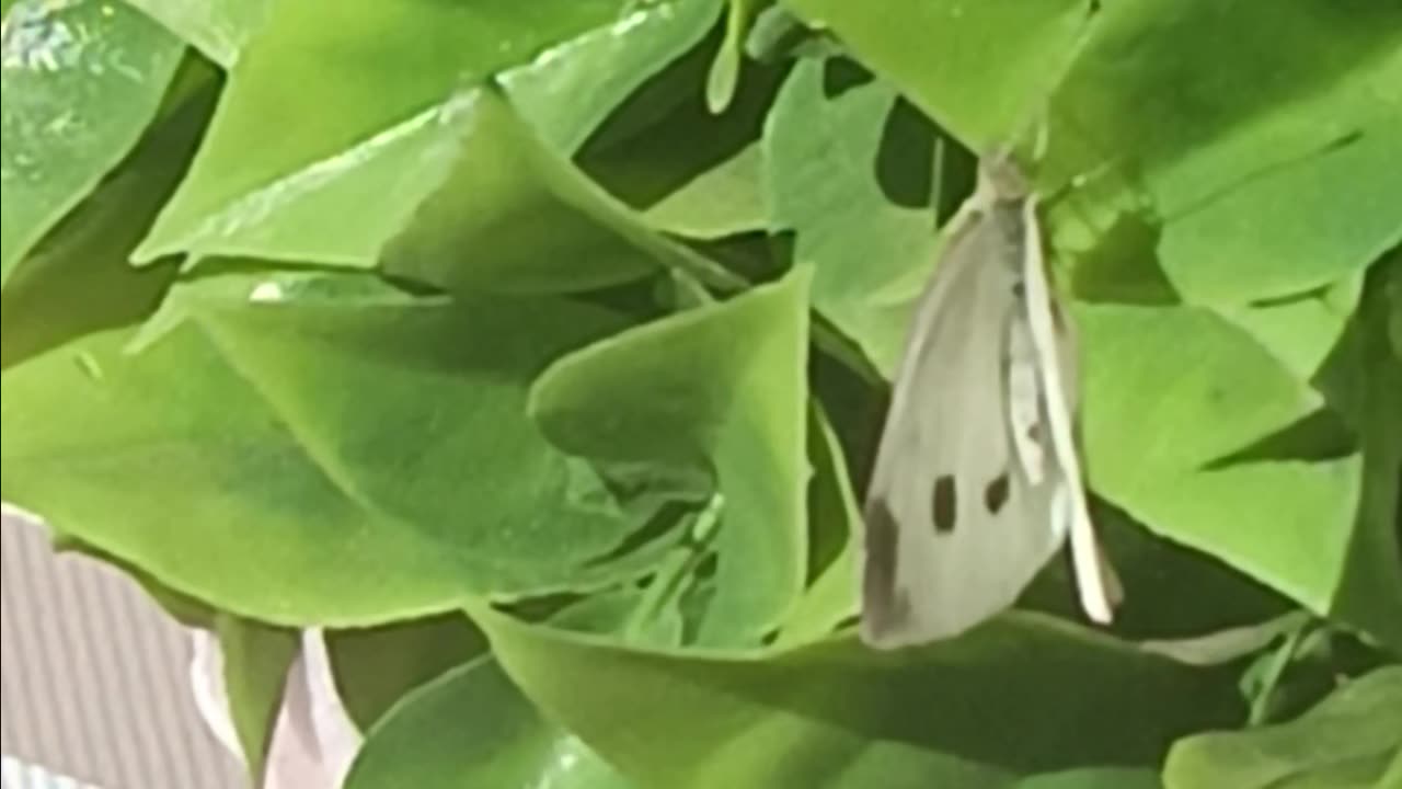 White butterfly