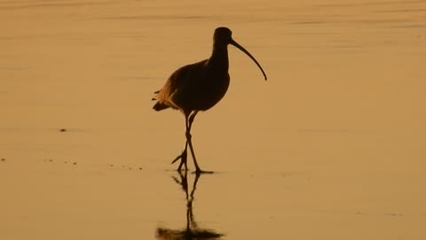 Long-billed Curlew