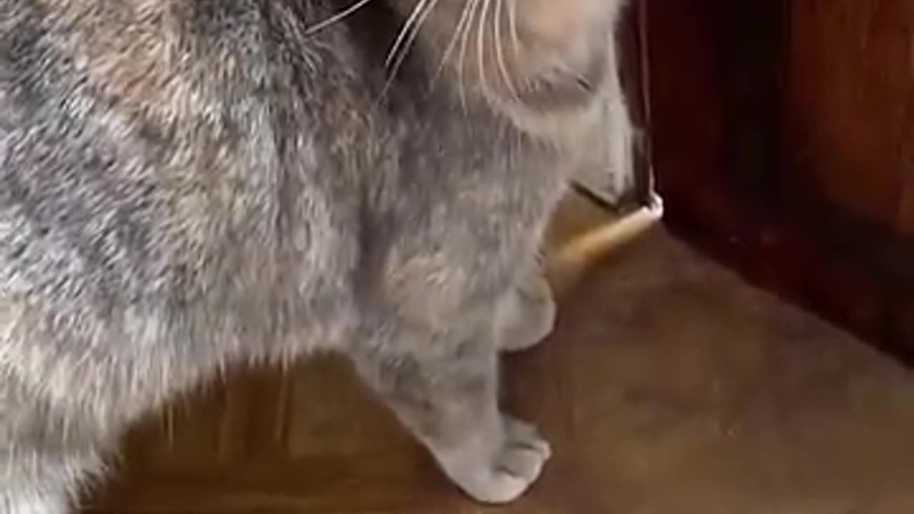 Sounds that attract cats - Meow to make cats come to you