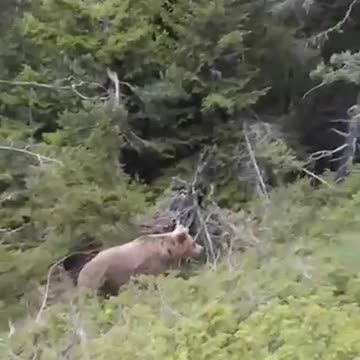 Τραγωδία στη Δράμα: Ορειβάτης νεκρός μετά από επίθεση αρκούδας